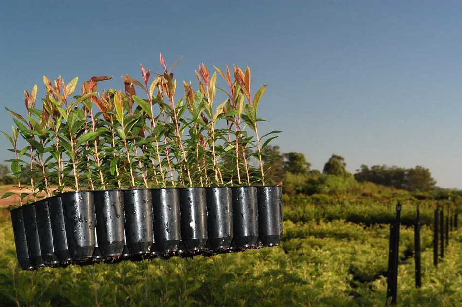 Young tree seedlings growing in black nursery bags